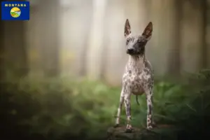 Read more about the article American Hairless Terrier breeders and puppies in Montana