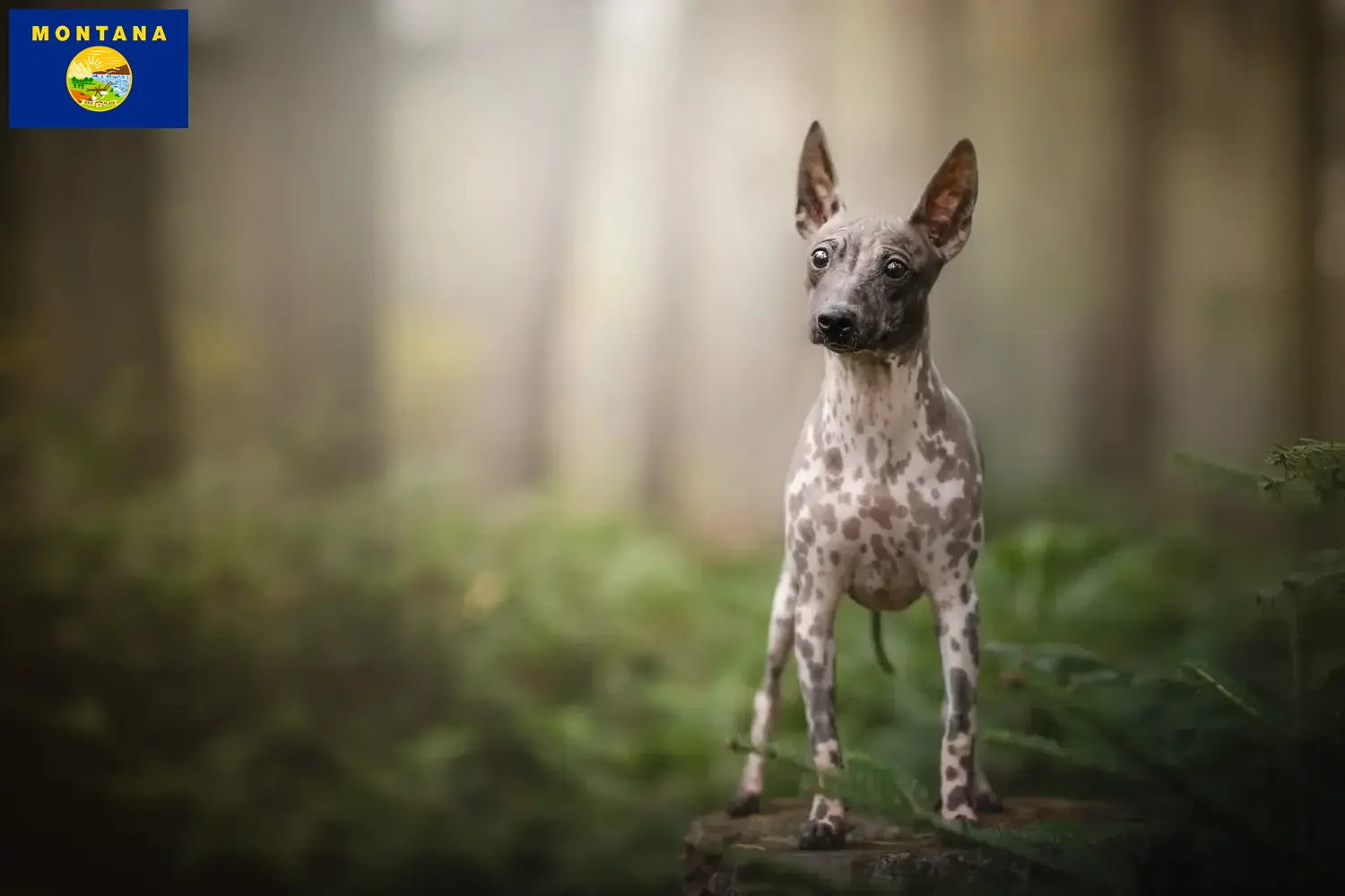 American Hairless Terrier puppies and breeders Montana Find American Hairless Terrier breeders in Montana.