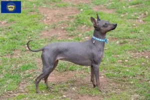 Read more about the article American Hairless Terrier breeders and puppies in Nebraska