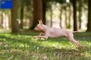 Read more about the article American Hairless Terrier breeders and puppies in Nevada