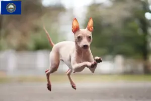 Read more about the article American Hairless Terrier Breeders and Puppies in New Hampshire