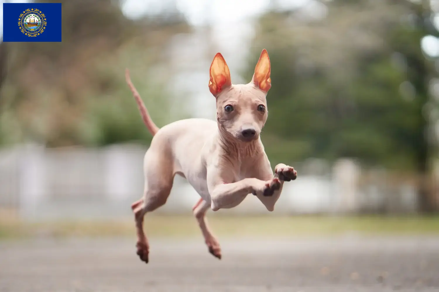 American Hairless Terrier puppies and breeders New Hampshire Find American Hairless Terrier breeders in New Hampshire.