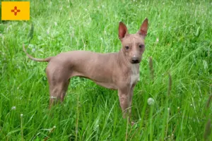 Read more about the article American Hairless Terrier Breeders and Puppies in New Mexico