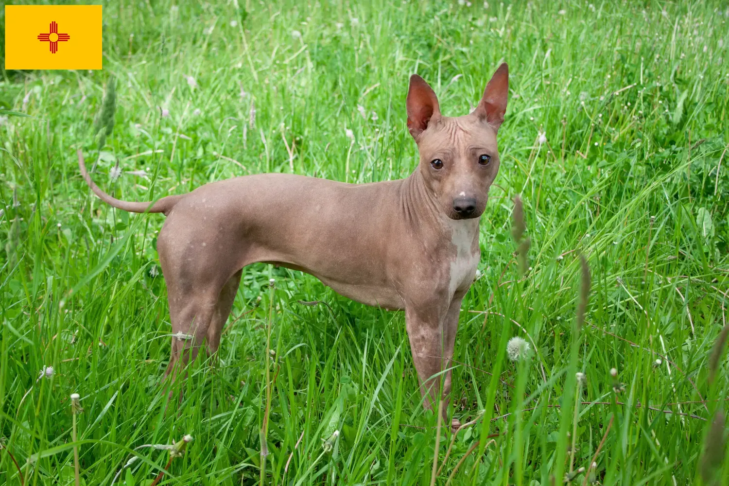 American Hairless Terrier puppies and breeders New Mexico Find American Hairless Terrier breeders in New Mexico.