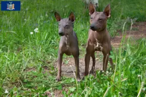 Read more about the article American Hairless Terrier breeders and puppies in New York