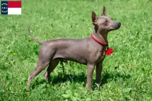 Read more about the article American Hairless Terrier Breeders and Puppies in North Carolina