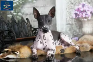 Read more about the article American Hairless Terrier Breeders and Puppies in North Dakota