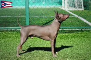 Read more about the article American Hairless Terrier breeders and puppies in Ohio