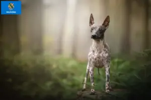 Read more about the article American Hairless Terrier breeders and puppies in Oklahoma