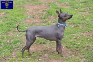Read more about the article American Hairless Terrier breeders and puppies in Oregon