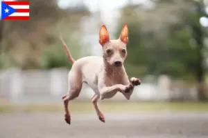 Read more about the article American Hairless Terrier breeders and puppies in Puerto Rico