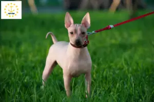 Read more about the article American Hairless Terrier Breeders and Puppies in Rhode Island