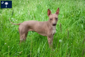Read more about the article American Hairless Terrier Breeders and Puppies in South Carolina
