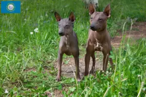 Read more about the article American Hairless Terrier Breeders and Puppies in South Dakota