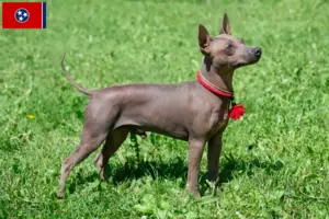 Read more about the article American Hairless Terrier breeders and puppies in Tennessee