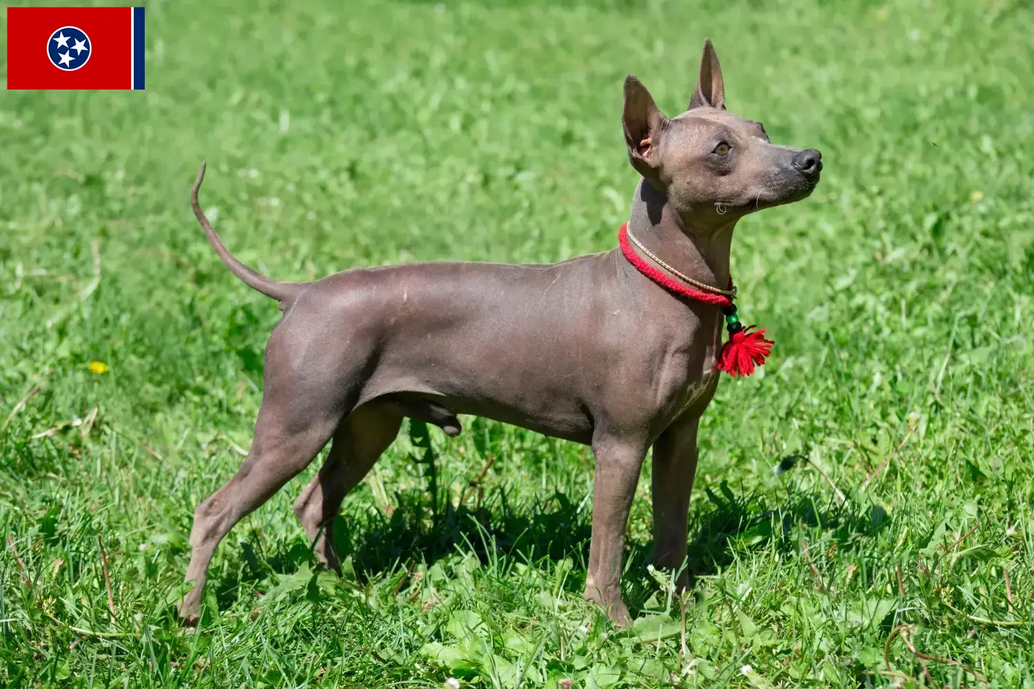 American Hairless Terrier puppies and breeders Tennessee Find American Hairless Terrier breeders in Tennessee.