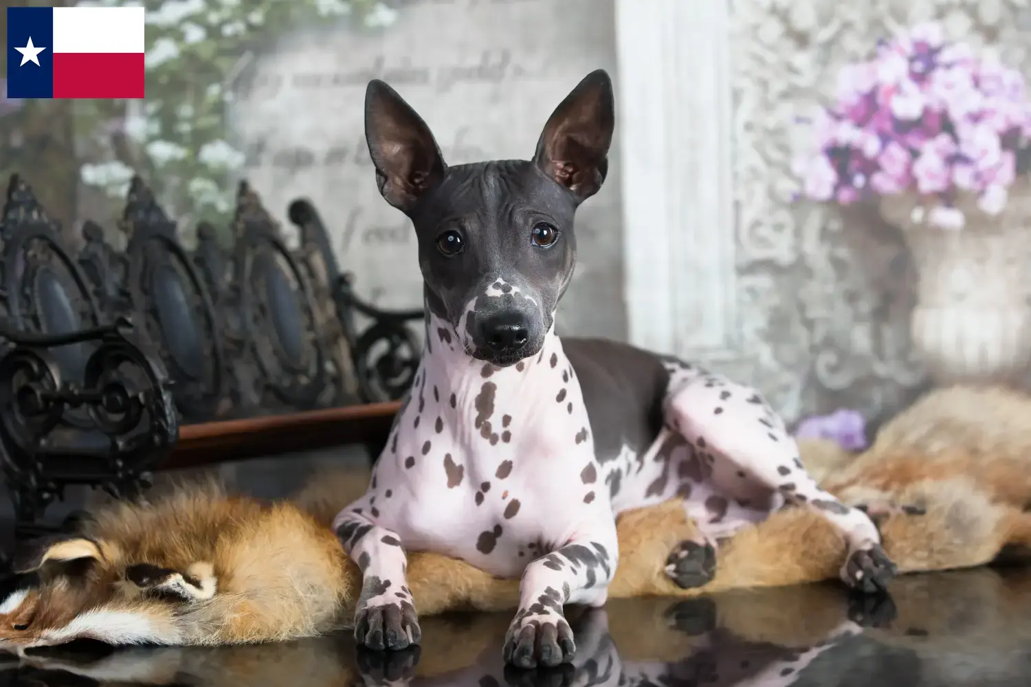 American Hairless Terrier puppies and breeders Texas Find American Hairless Terrier breeders in Texas.