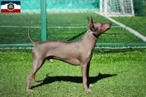 Read more about the article American Hairless Terrier breeders and puppies in Utah