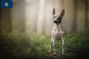 Read more about the article American Hairless Terrier breeders and puppies in Vermont
