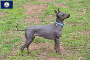 Read more about the article American Hairless Terrier breeders and puppies in Virginia
