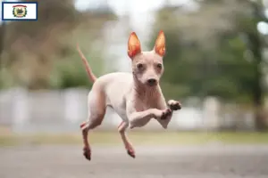 Read more about the article American Hairless Terrier breeders and puppies in West Virginia