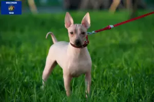 Read more about the article American Hairless Terrier breeders and puppies in Wisconsin