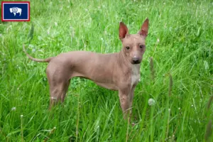 Read more about the article American Hairless Terrier Breeders and Puppies in Wyoming
