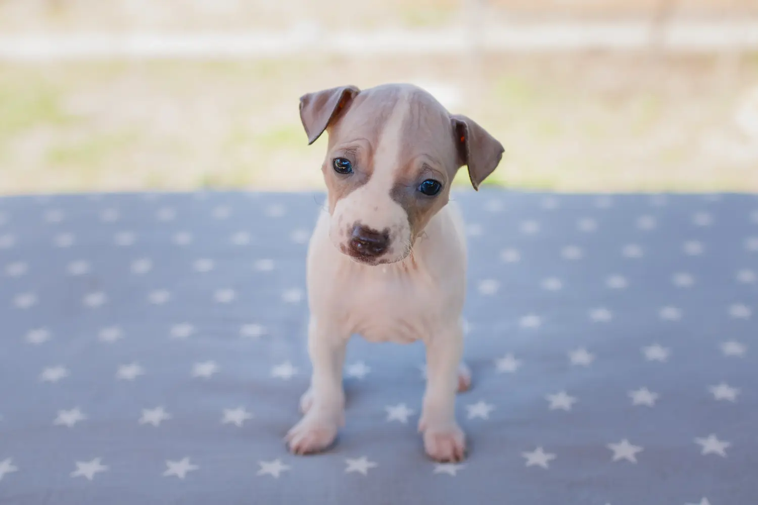 Buying an American Hairless Terrier puppy means taking responsibility! Buy American Hairless Terrier puppies.