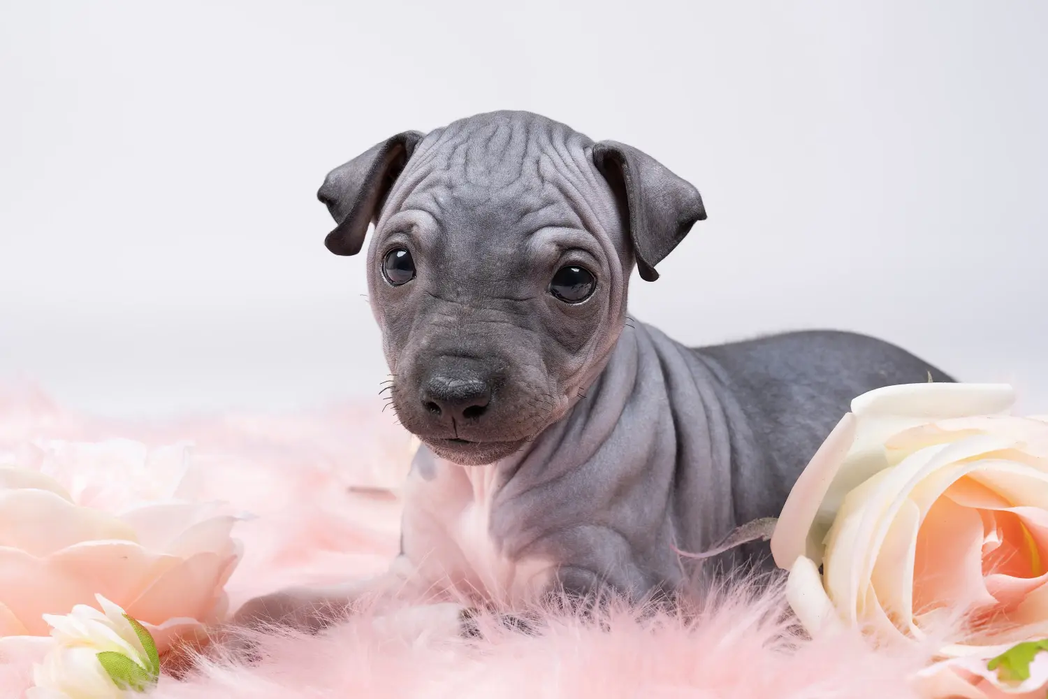 Buying an American Hairless Terrier puppy means taking responsibility! Buy American Hairless Terrier puppies.