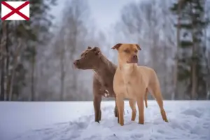 Read more about the article American Pit Bull Terrier breeders and puppies in Alabama