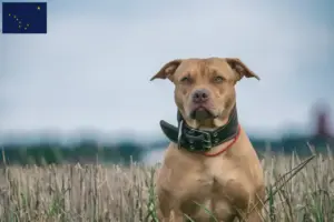 Read more about the article American Pit Bull Terrier breeders and puppies in Alaska