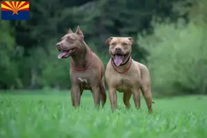 Read more about the article American Pit Bull Terrier breeders and puppies in Arizona