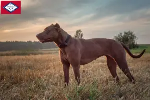 Read more about the article American Pit Bull Terrier breeders and puppies in Arkansas