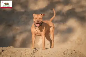 Read more about the article American Pit Bull Terrier breeders and puppies in California