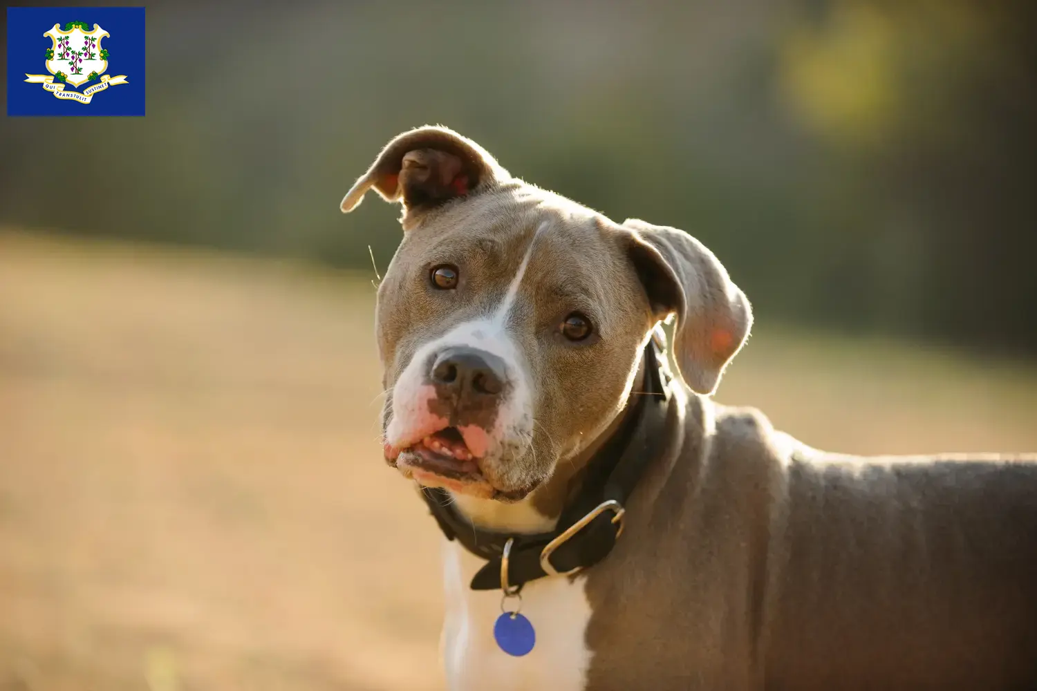 Read more about the article American Pit Bull Terrier breeders and puppies in Connecticut