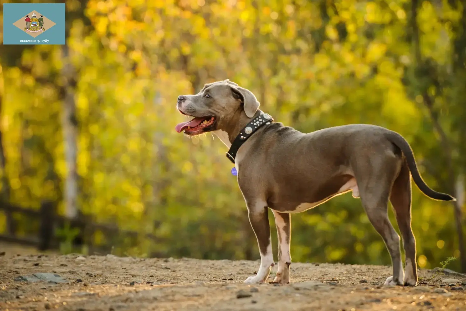 Read more about the article American Pit Bull Terrier breeders and puppies in Delaware