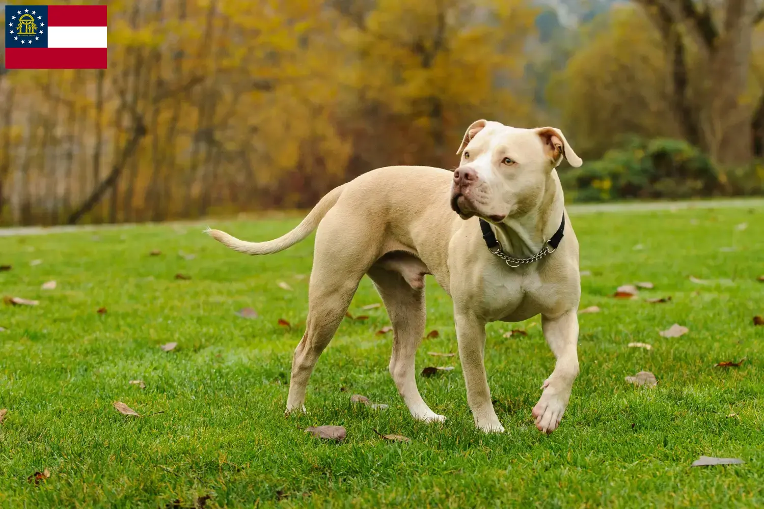 Read more about the article American Pit Bull Terrier breeders and puppies in Georgia