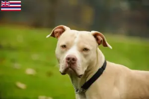 Read more about the article American Pit Bull Terrier breeders and puppies in Hawaii