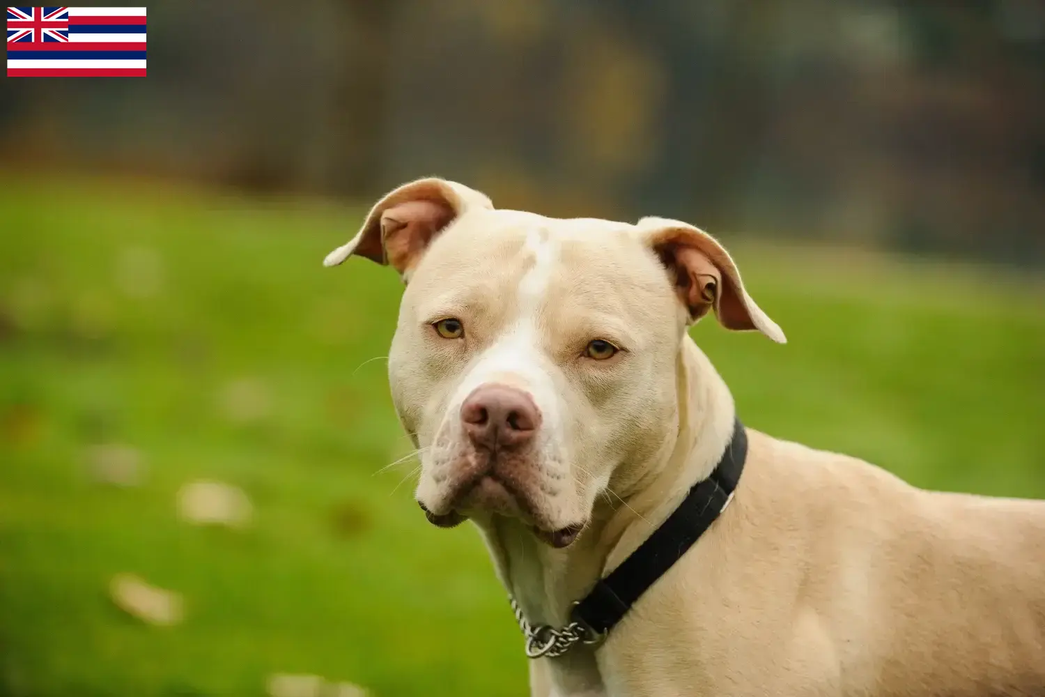 Read more about the article American Pit Bull Terrier breeders and puppies in Hawaii