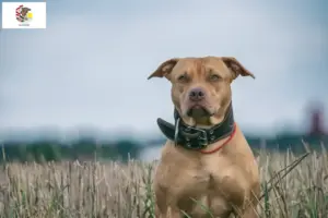 Read more about the article American Pit Bull Terrier breeders and puppies in Illinois