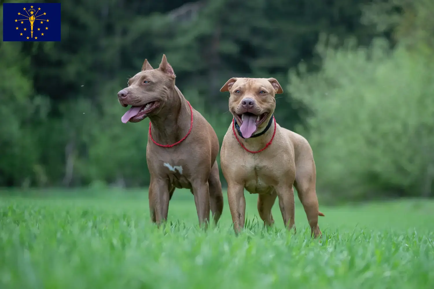 Read more about the article American Pit Bull Terrier breeders and puppies in Indiana