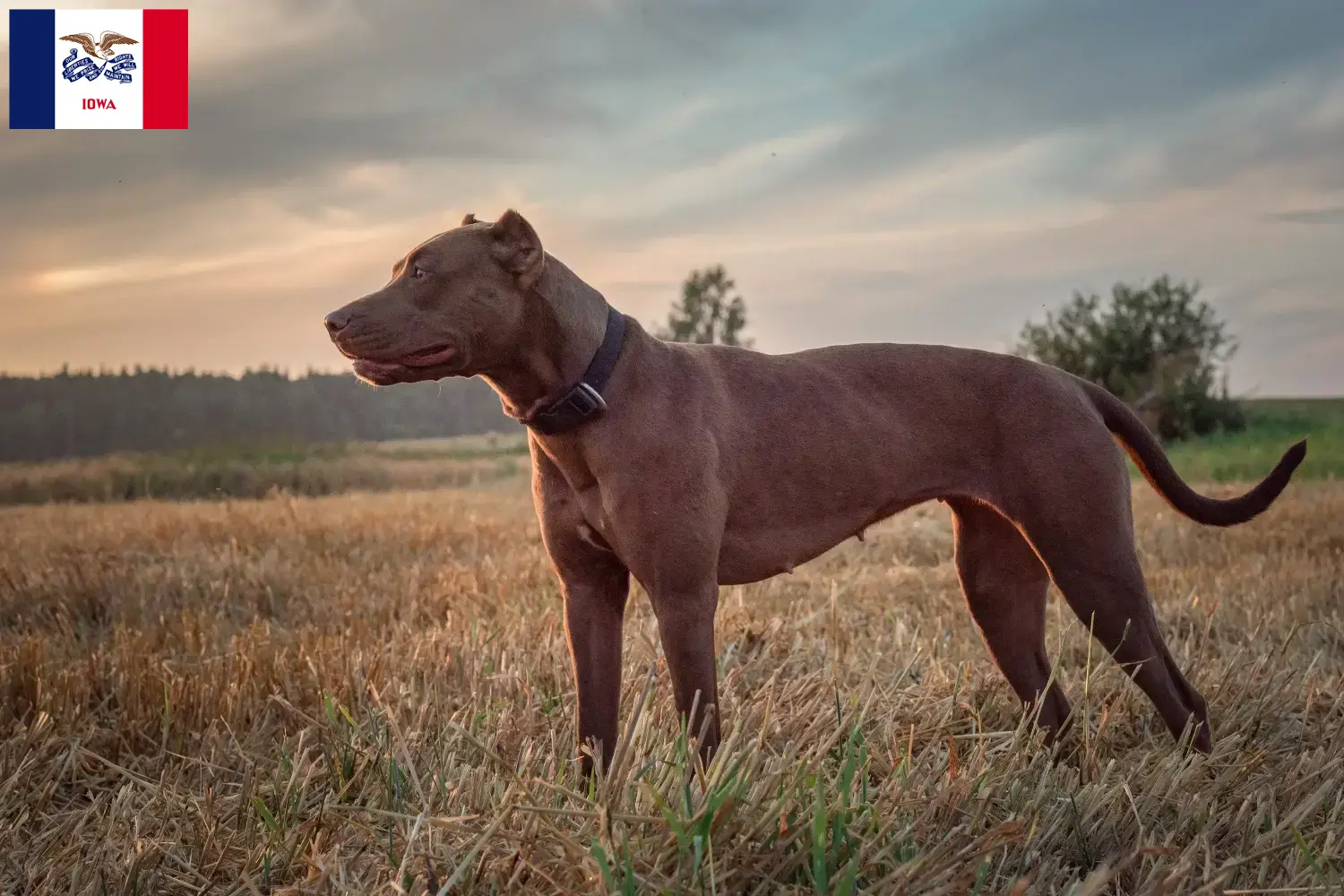 Read more about the article American Pit Bull Terrier breeders and puppies in Iowa