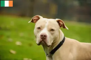 Read more about the article American Pit Bull Terrier breeders and puppies in Ireland