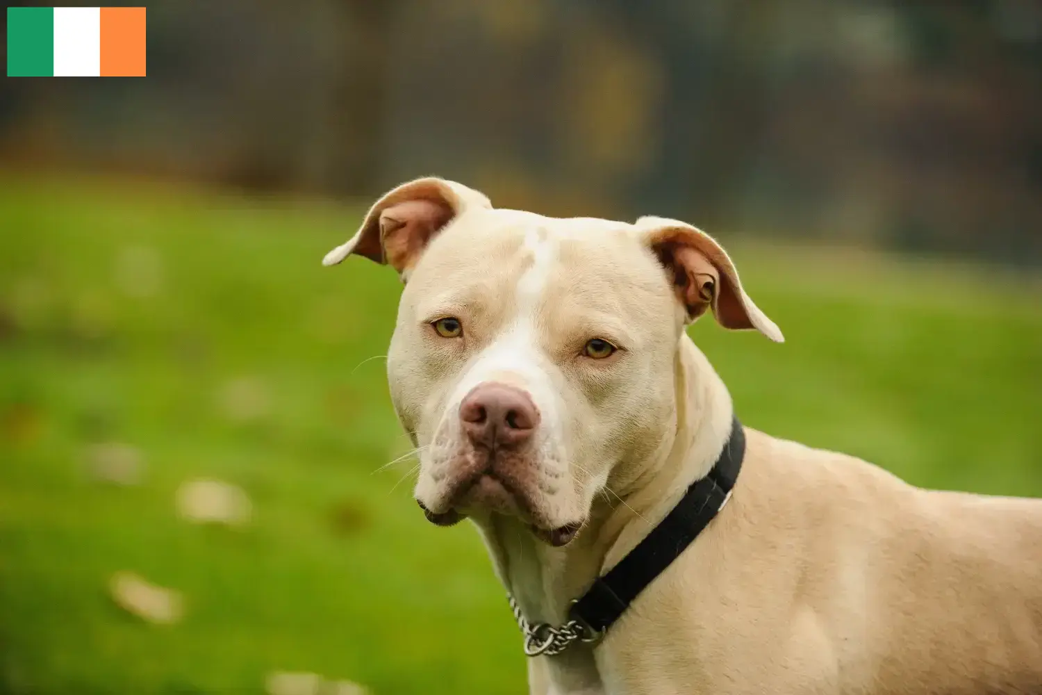 American Pit Bull Terrier puppies and breeders Ireland Find American Pit Bull Terrier breeders in Ireland.
