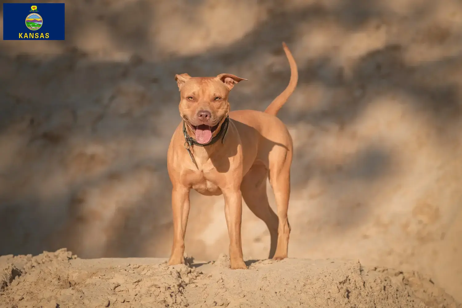 Read more about the article American Pit Bull Terrier breeders and puppies in Kansas