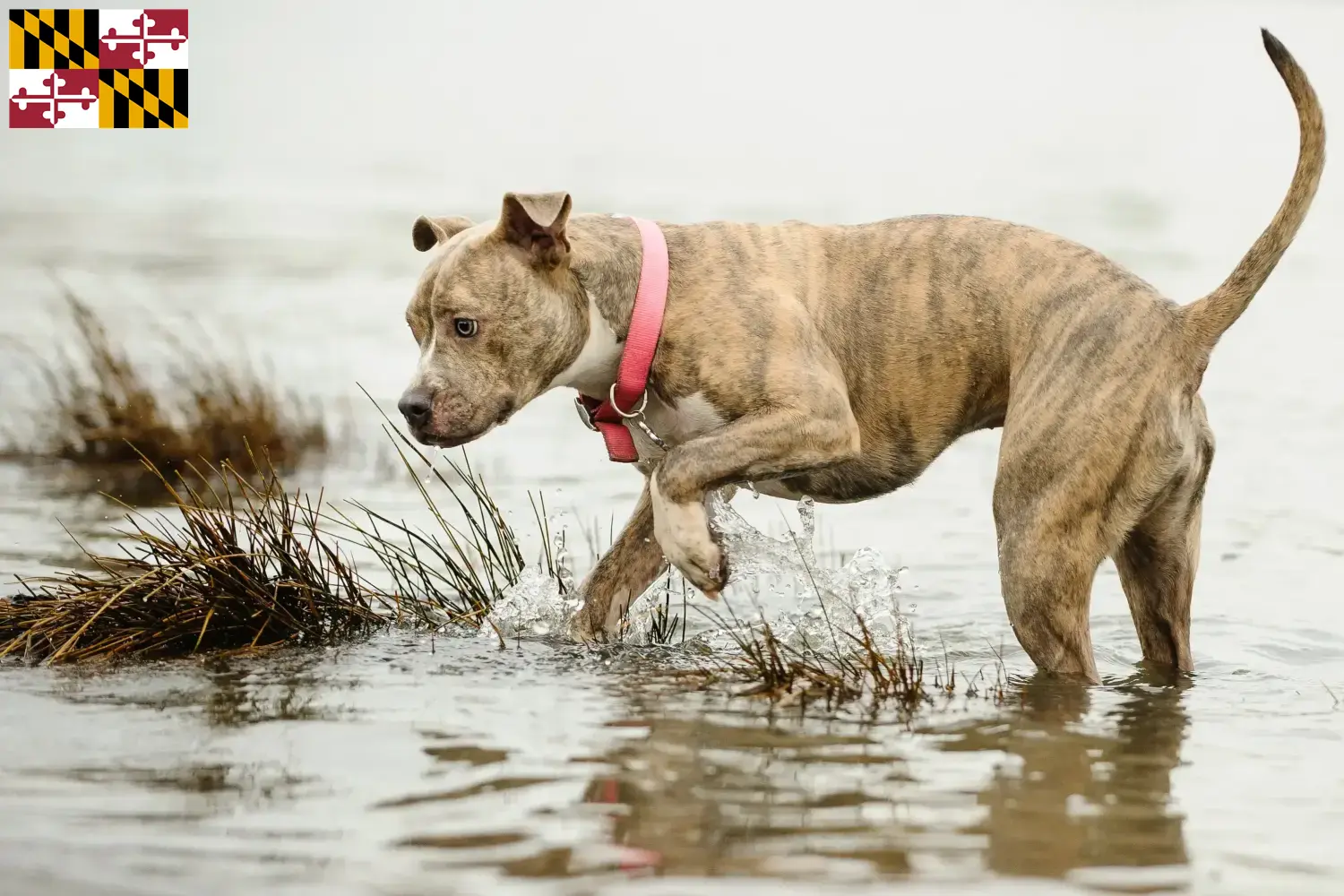 Read more about the article American Pit Bull Terrier breeders and puppies in Maryland