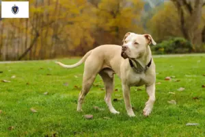 Read more about the article American Pit Bull Terrier breeders and puppies in Massachusetts