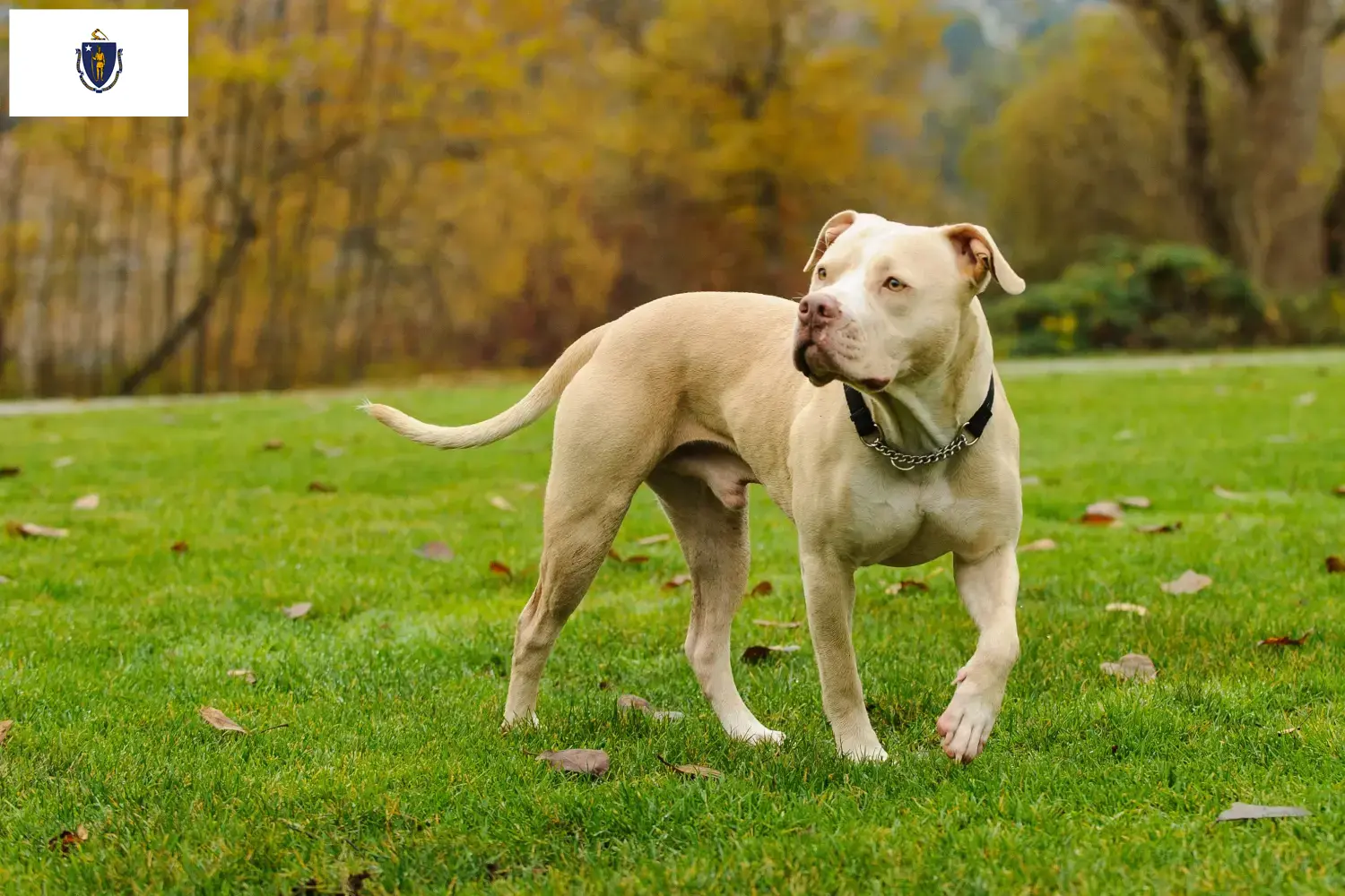 Read more about the article American Pit Bull Terrier breeders and puppies in Massachusetts