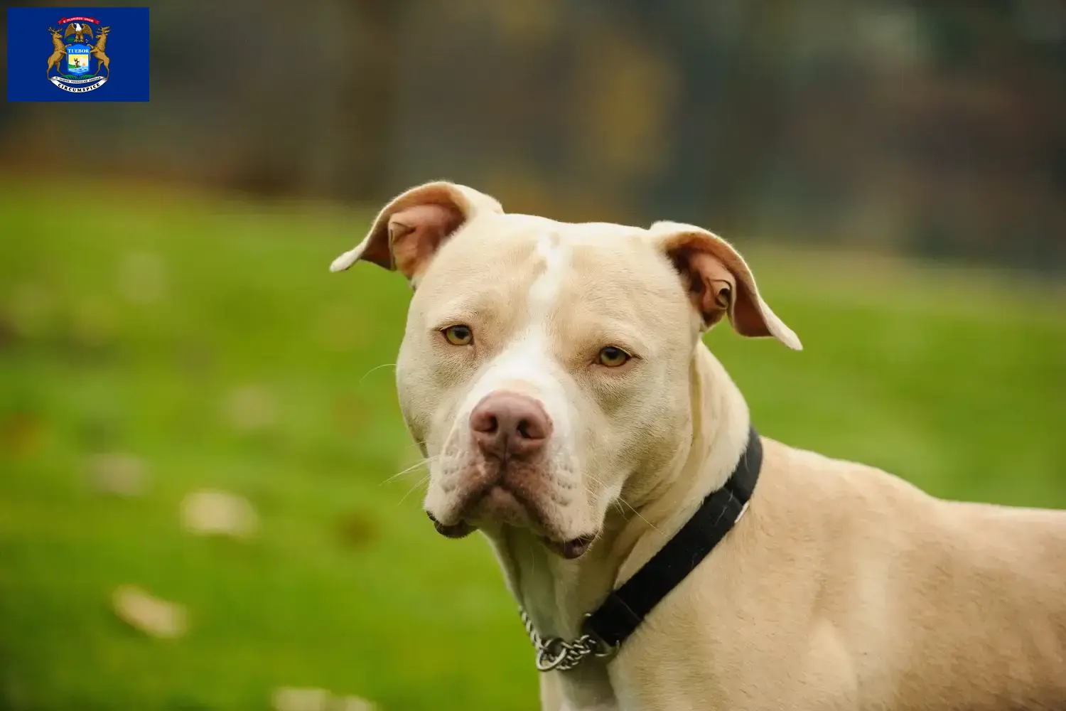 Read more about the article American Pit Bull Terrier breeders and puppies in Michigan