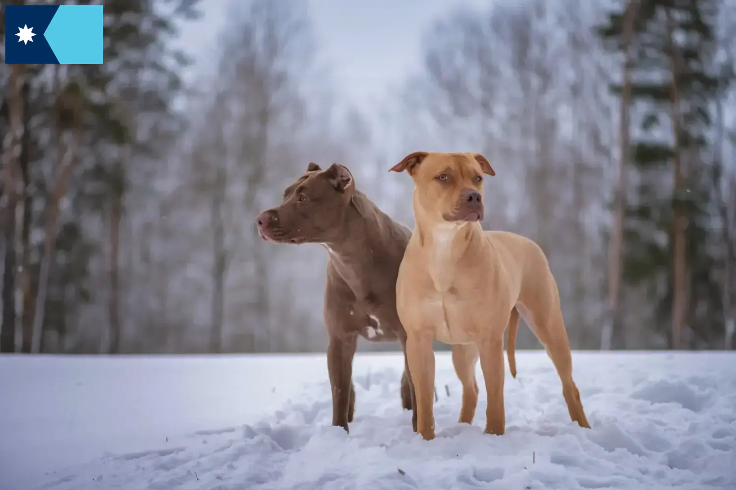 Read more about the article American Pit Bull Terrier breeders and puppies in Minnesota
